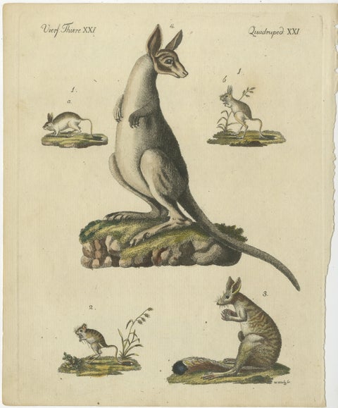 Antique Handcolored Engraving of Kangaroo, Jerboas, and Bilby, c.1800, view 2