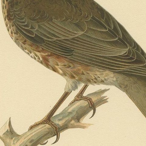Antique Bird Print of a Hybrid Fieldfare and Song Thrush by Von Wright, 1927, close-up 2