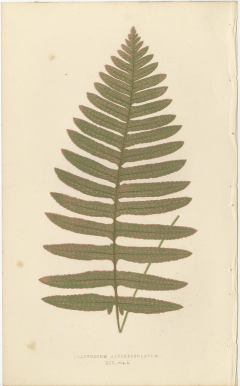 Exotic Victorian Fern Lithograph Collection with English Species Names, 1856, view 2