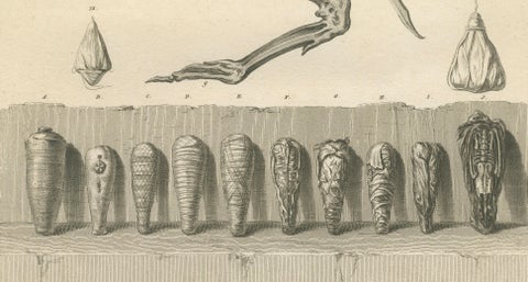 Mummies of Ibis and Skeletal Remains, Egypt, Antique Engraving, c.1802, close-up 3