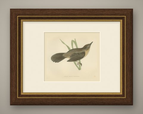 Great Sedge Warbler or Great Reed Warbler Clinging to a Reed, Morris, 1896, shown framed