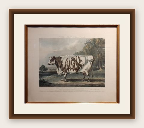 Antique Print of the Everingham Short Horned Prize Cow, 1843, shown framed