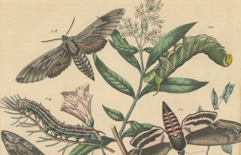 1863 Hand-Colored Lithograph of European Hawk Moths and Caterpillars, close-up 1