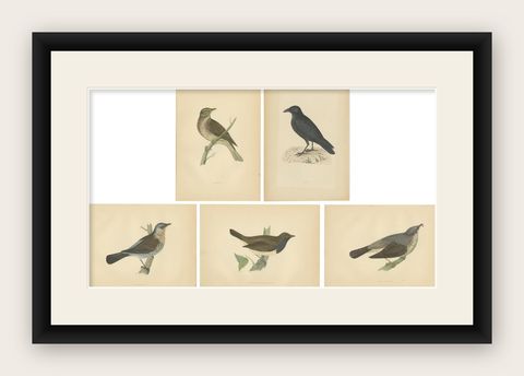 Set of 5 Antique Bird Prints Crow, Redwing, Thrush, Fieldfare 'circa 1860', shown framed