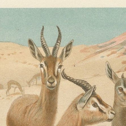 Dorcas Gazelle, Antique Desert Antelope Chromolithograph, 1894, close-up 1