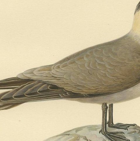 Antique Bird Print of the Long-Tailed Skua by Von Wright, 1929, close-up 2