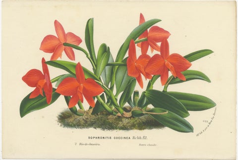 Botanical Vintage Prints of Scarlet Sophronitis and Tropical Bloom, c.1845, view 3