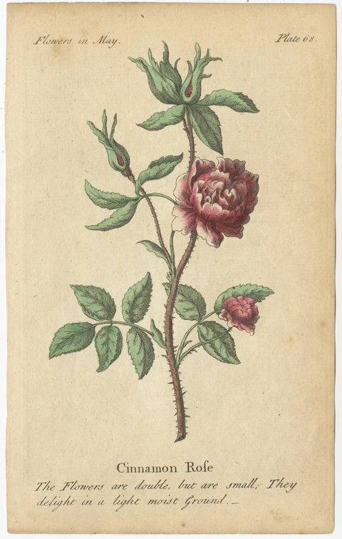 Antique Print of the Yellow Austrian Rose, Cinnamon Rose and Orange Lilly, 1747, view 5