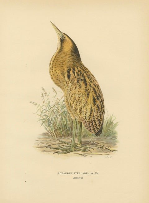 Antique Scandinavian Bird Lithograph, Eurasian Bittern, Svenska Fåglar, 1929, close-up 1