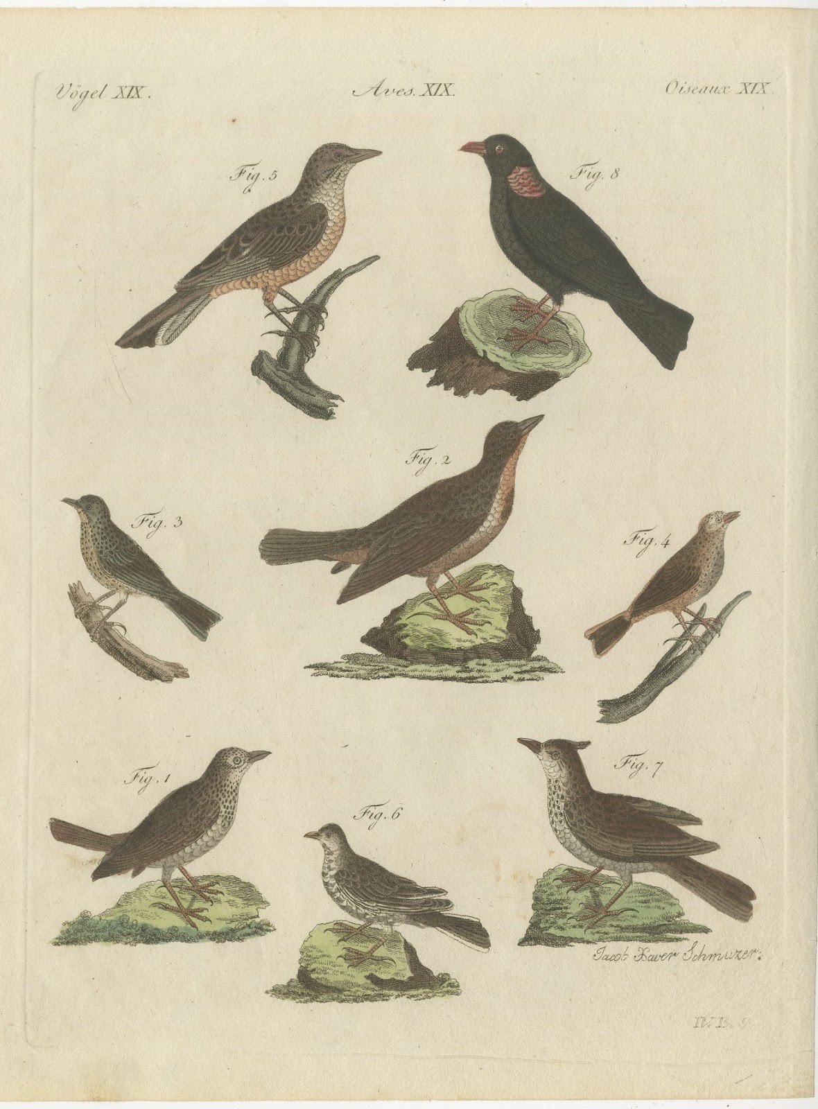Crested Lark and Other Larks, Antique Bertuch Print, Vienna, circa 1805