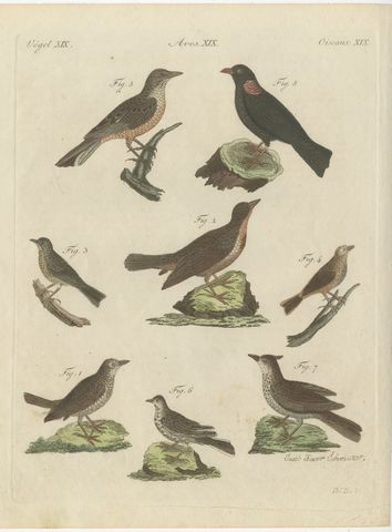 Crested Lark and Other Larks, Antique Bertuch Print, Vienna, circa 1805