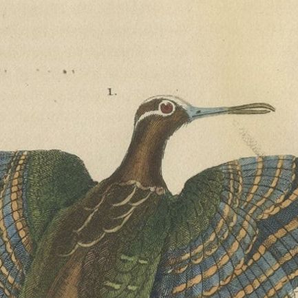 Original Hand-Colored Bird Print of a Painted Snipe and Sunbittern Bird, close-up 4