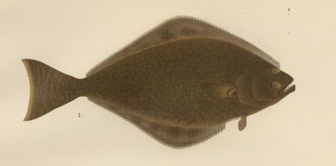 Flatfish Trio - Flounder, Turbot, and Plaice - Elegant Fish Lithograph, 1895, close-up 2