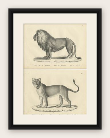 Set of 2 Antique Prints of a Barbary Lion and Lioness by Brodtmann, shown framed