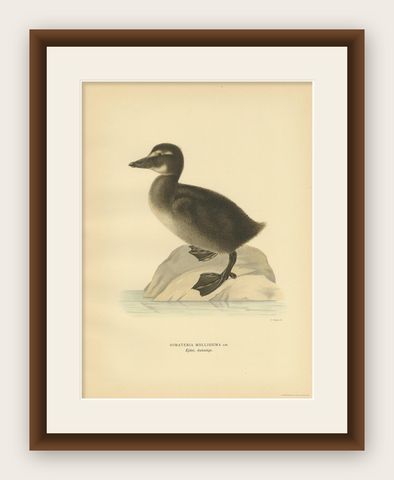 Antique Bird Print of a Young Common Eider by Von Wright, 1929, shown framed
