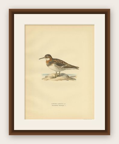 Original Antique Bird Print of the Northern Phalarope, 1929, shown framed