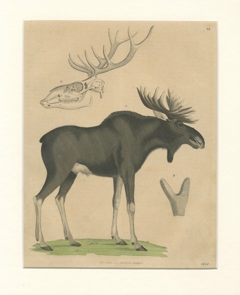 Antique Moose / Eurasian Elk & Antler Anatomy Lithograph, 1845, close-up 1