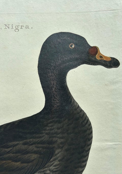 Common Scoter, Antique Bird Print ‘Anas Nigra’ by Nozeman & Sepp, 1770, view 8