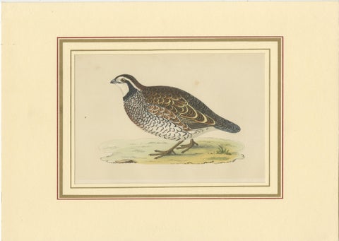 Antique Bird Print of a Virginian Partridge, view 2