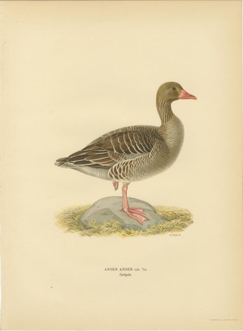 Vintage Scandinavian Ornithology Lithographs, Geese of Northern Europe, 1929, view 2