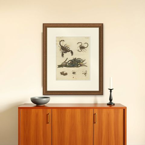 Goliath Bird-Eating Spider and Scorpions: Hand-Colored Engraving, 1792, shown framed on a wall