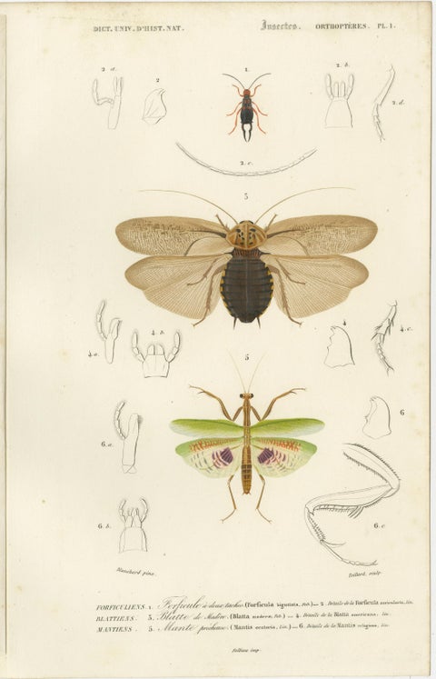 Set of 7 Antique Prints of a Grasshopper and other Insects, view 2