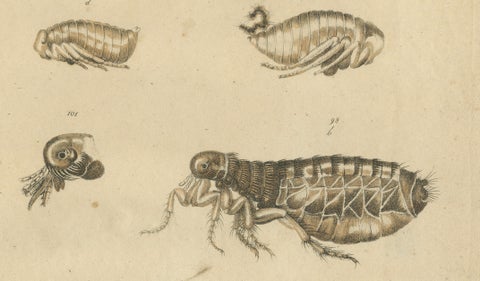 Fleas, Tarantula & Spiders, Brodtmann Hand-Colored Natural History Plate, 1816, close-up 2