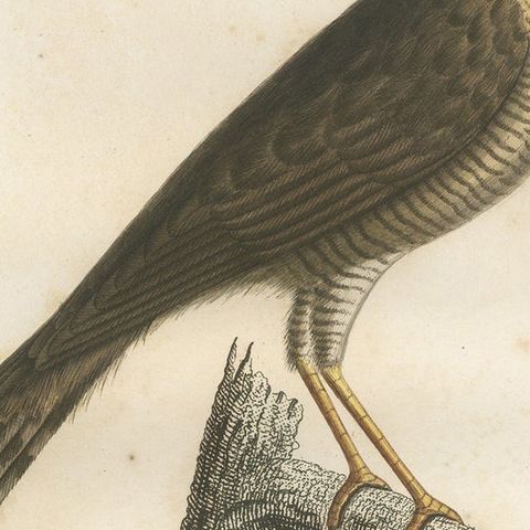 1807 Sharp-Shinned Hawk Illustration - 'L'Epervier rayé' Antique and Handcolored, close-up 4