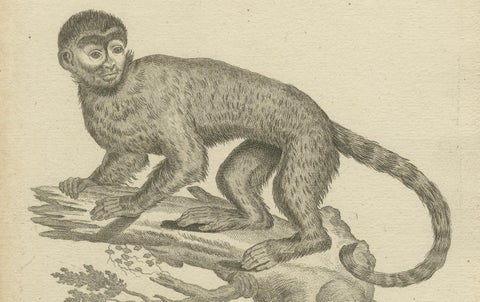 Antique Engraving of a Capuchin Monkey (Simia apella Linn.), A. Hoffer, ca.1800, close-up 2
