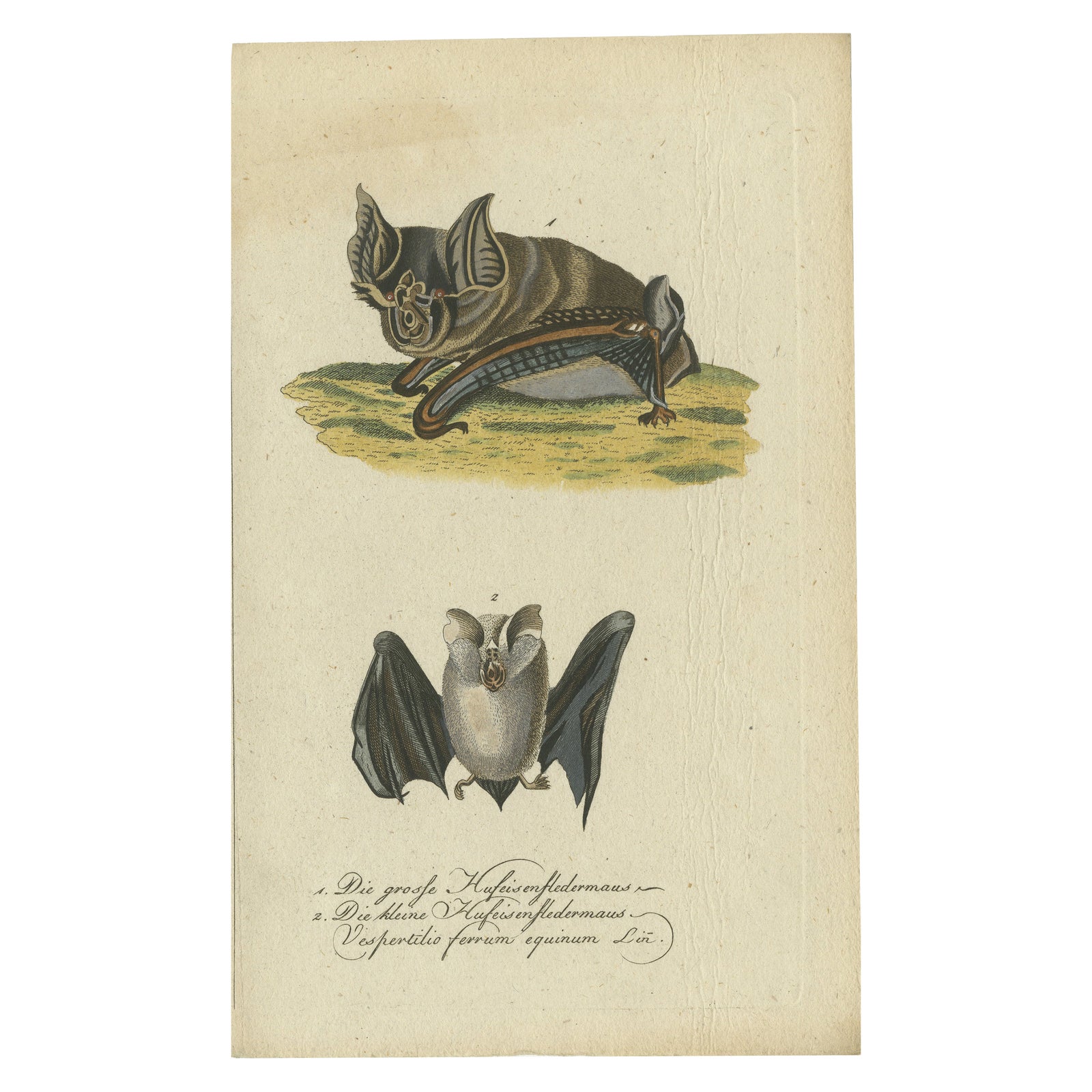 Whispers of the Night: Anatomical Elegance of Horseshoe Bats, 1775