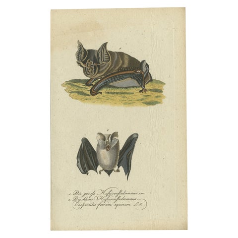 Whispers of the Night: Anatomical Elegance of Horseshoe Bats, 1775