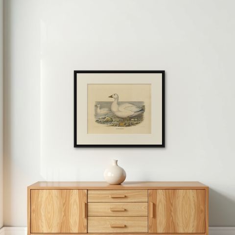 Large Rare Old Bird Print Depicting Cassin's Snow Goose, 1869, shown framed on a wall