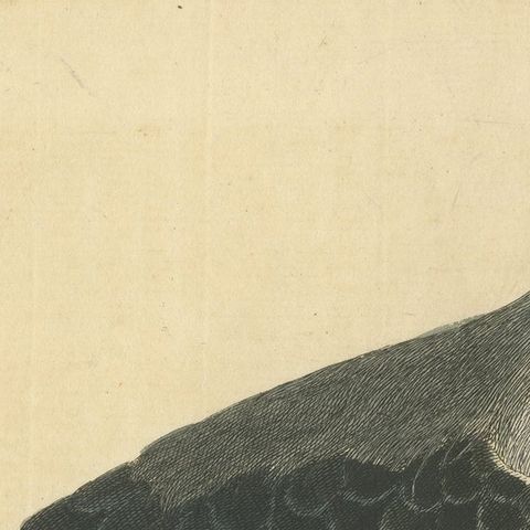 Antique Hand-Colored Engraving of The Great Black and White Gull by Albin, 1735, close-up 5