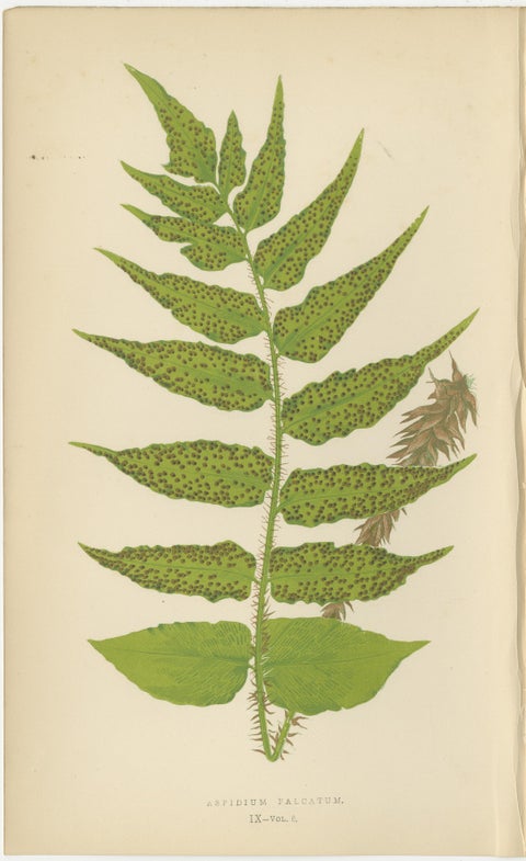 Antique Hand-Colored Fern Prints - Aspidium Species - 19th Century Botanical Art, view 4