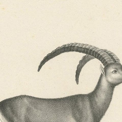 Antique Print of an Ibex and Domestic Goat by Schinz, 'c.1830', close-up 1