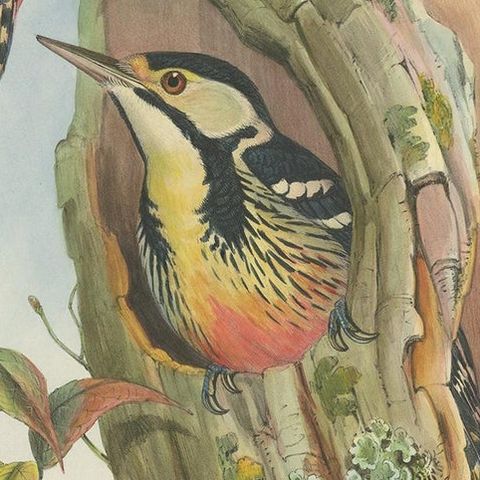 Antique Bird Print of the Formosan Spotted Woodpecker by Gould, circa 1850, close-up 2