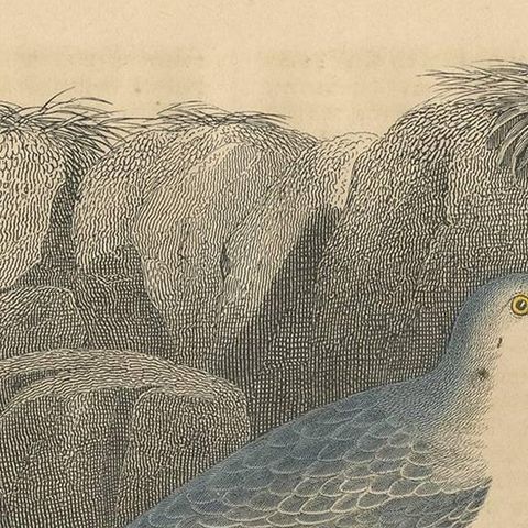 Antique Animal Print of a Gull 'Sea Birds' and Egg by C. Hoffmann, 1847, close-up 1