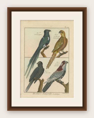 Beautiful, Hand-Colored, Rare Copper Engraving of Four Parrots '1792', shown framed