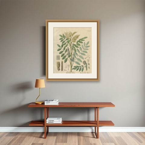 Antique Liquorice Botanical Print, Glycyrrhiza Glabra & Echinata, c.1831, shown framed on a wall