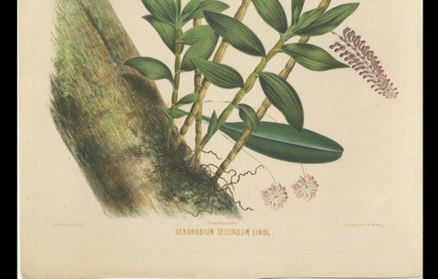 Orchid Splendor: Big Chromolithographic Legacy from the Dutch East Indies, 1854, close-up 5