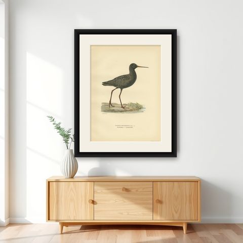 Antique Bird Print of the Spotted Redshank 'Summer' by Von Wright, 1929, shown framed on a wall