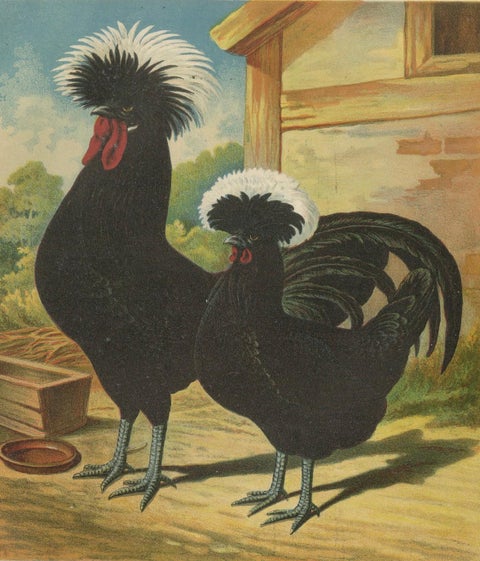 The Distinguished Black Dutch White-Crested Chicken - Rare 19th Century Poultry, close-up 4