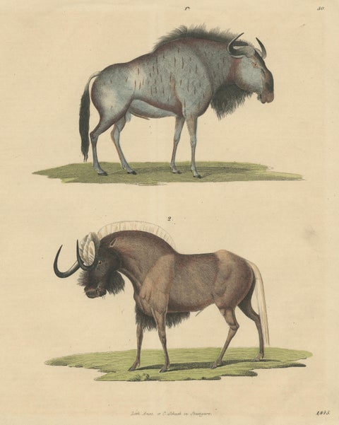 1845 Hand-Colored Engraving of Wildebeest, Blue & Black Gnu, view 3