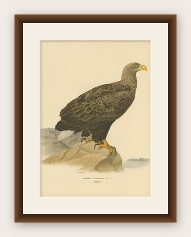 Antique Bird Print of the White-Tailed Eagle, 1917, shown framed