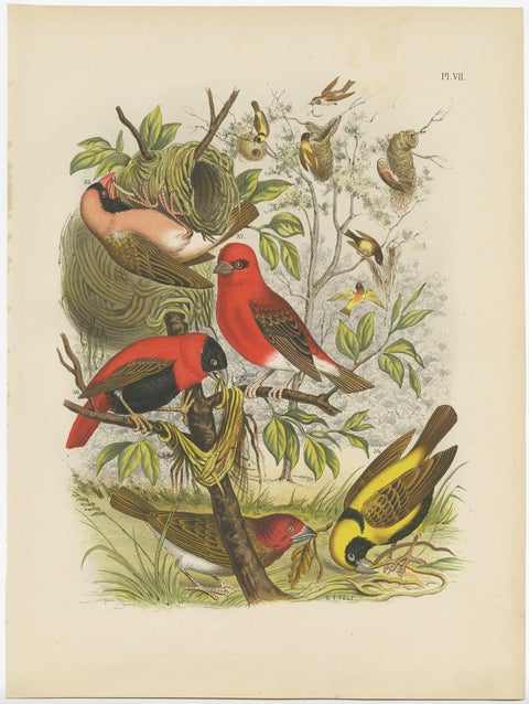 Decorative and Colourful Antique Bird Print of Weaverbirds, 1886, view 2