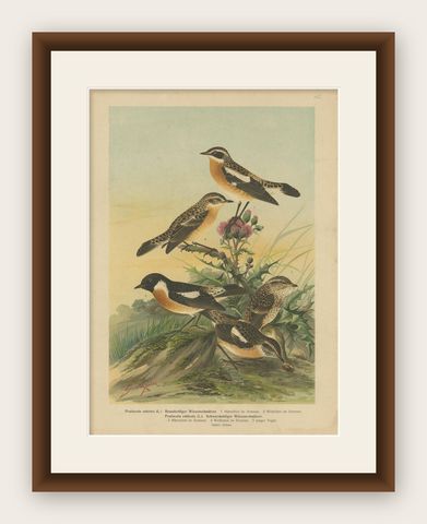 Antique Bird Print of the Whinchat by Naumann, circa 1895, shown framed