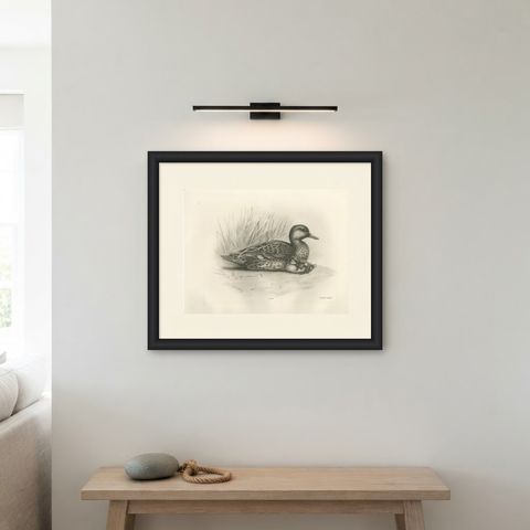 Duck and Young, Antique Bird Print after Lilian Medland, circa 1909, shown framed on a wall