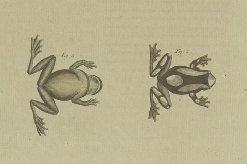 Antique Print of the European Tree Frog 'Hyla Arborea', close-up 1