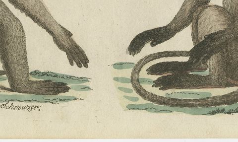 Gibbon and Monkeys, Antique Bertuch Print, Vienna, circa 1805, close-up 2
