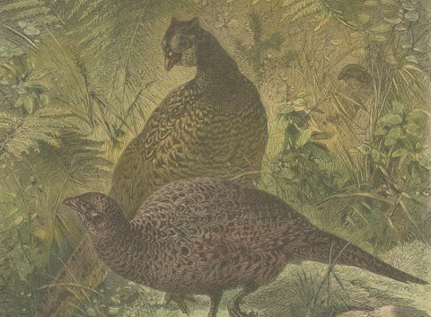 Illustration of Noble Pheasants (Edelfasanen)" by August Specht, 1870, close-up 2